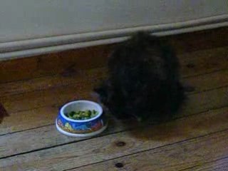 Leia et les courgettes