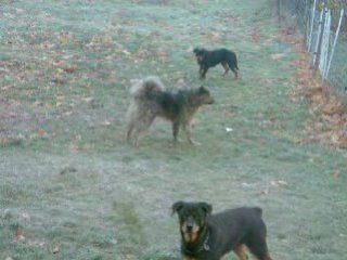 mes "monstres" qui jouent