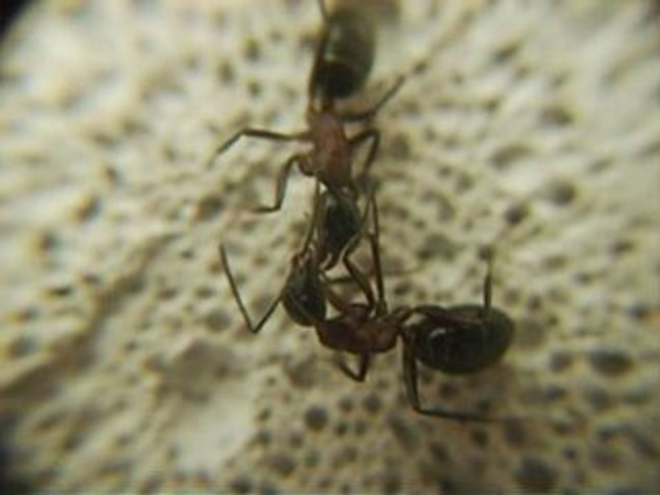 FOURMIS trophallaxie CAMPONOTUS LIGNIPERDUS
