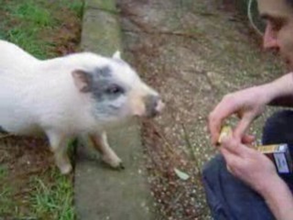 Edmond le cochon et Simone la cochonne