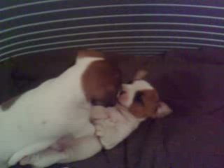 Dely qui fait la bagarre 3 semaine edemi