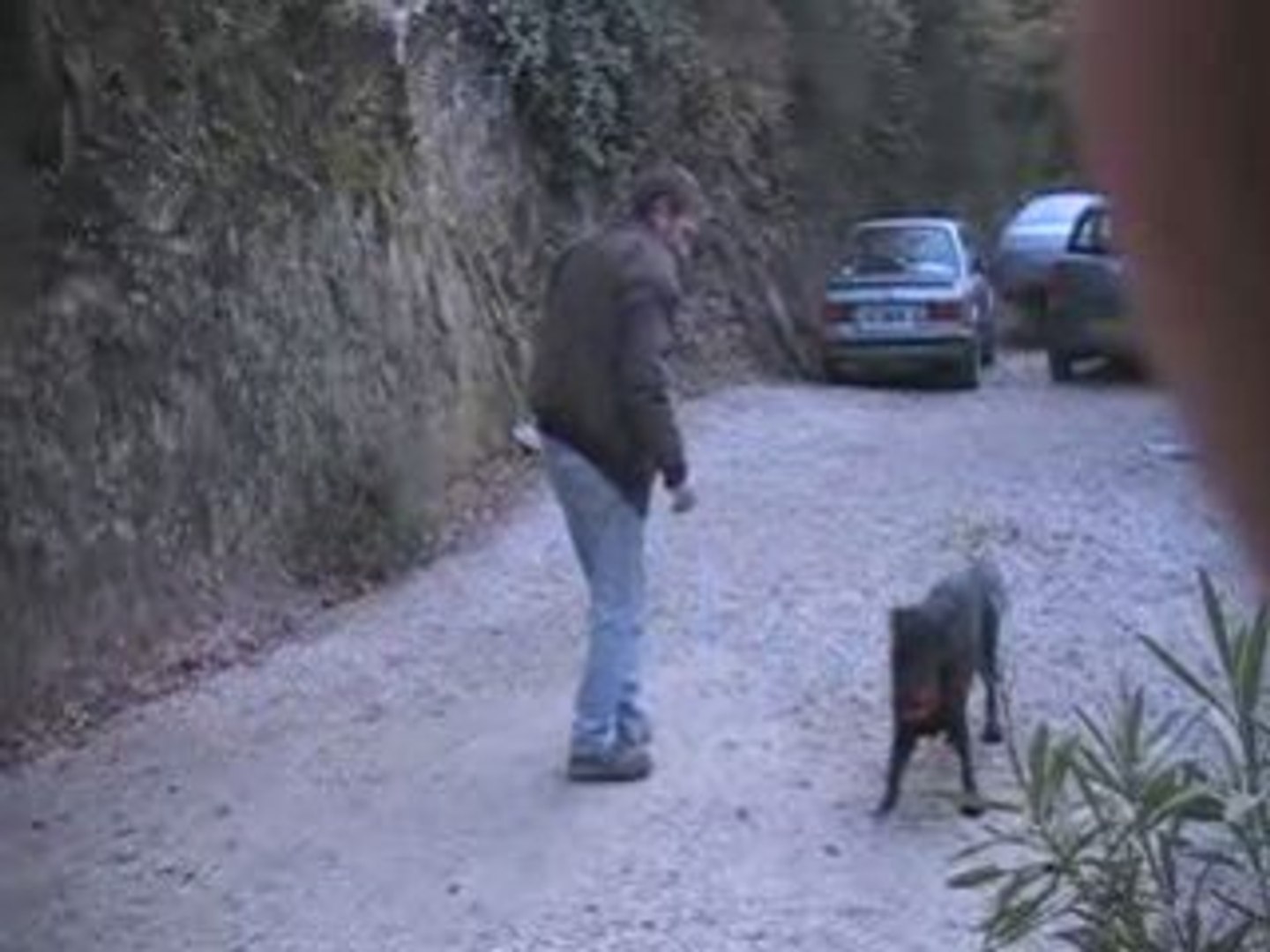 labrador coco.com