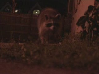 Les Ratons laveurs québecois boivent et fument !!!