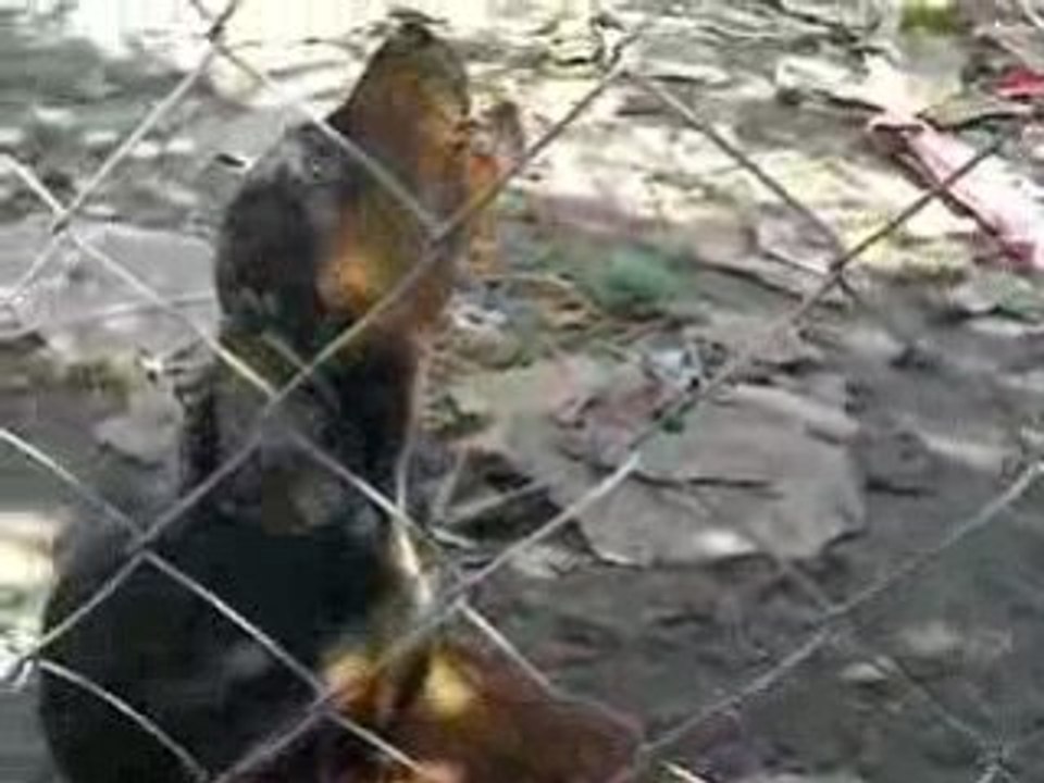 Photo 009