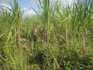 Produce.voyage de noces