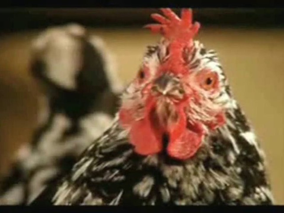 La vie privée des animaux - Pour eux aussi c'est compliqué "la vie de couple"