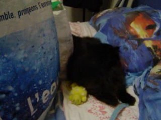 Néfertiti ' s adventure