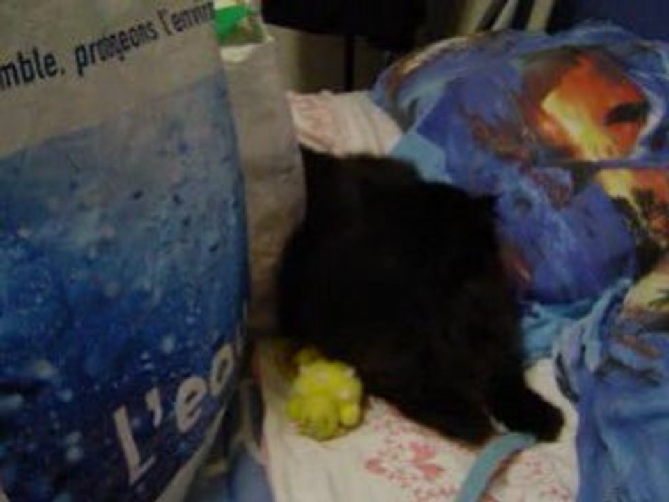 Néfertiti ' s adventure