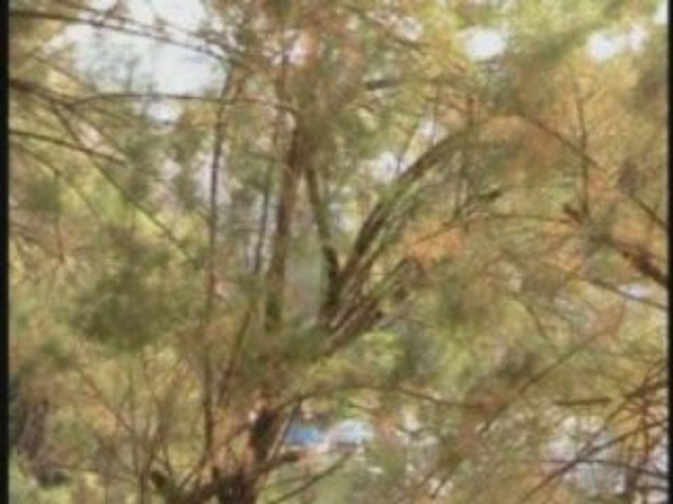 Laisse moi ma chance *Crête /Grèce