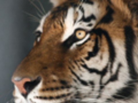 500lb TIGER GETS NEUTERED - Big Cat TV