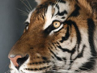 500lb TIGER GETS NEUTERED - Big Cat TV