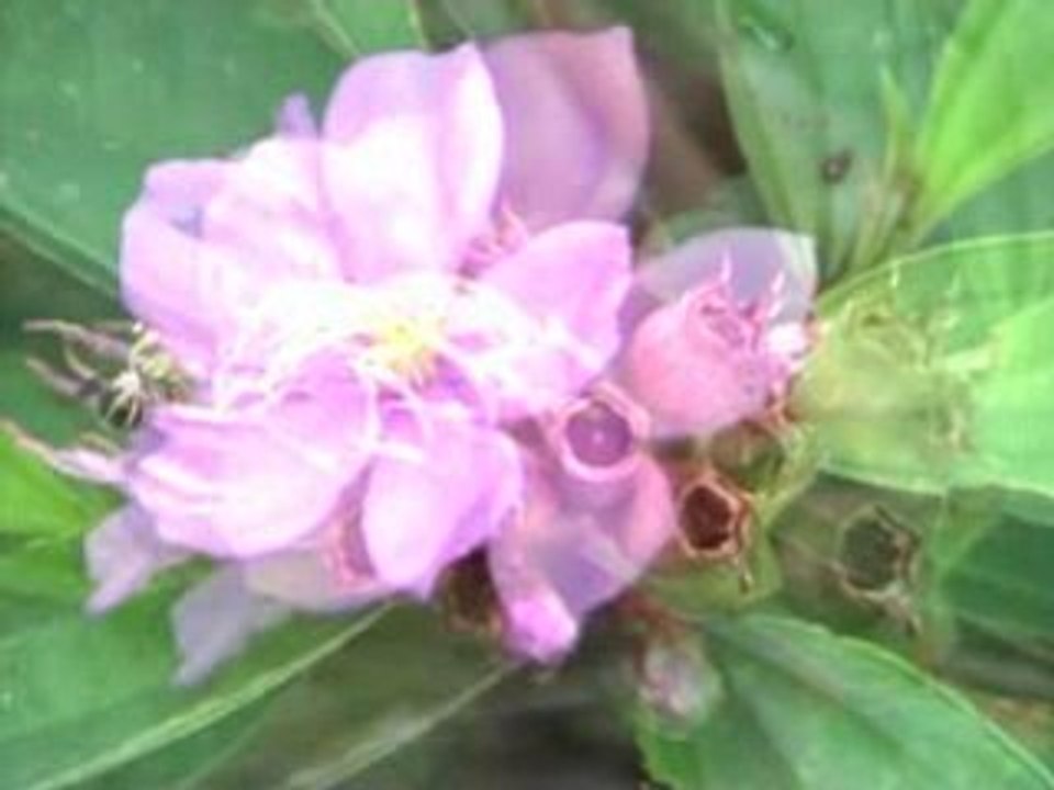 Straits Rhododendron: Melastoma malabathricum, Sendudok