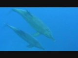 fanny dolphins - scuba diving - egypt