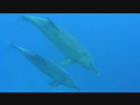 fanny dolphins - scuba diving - egypt