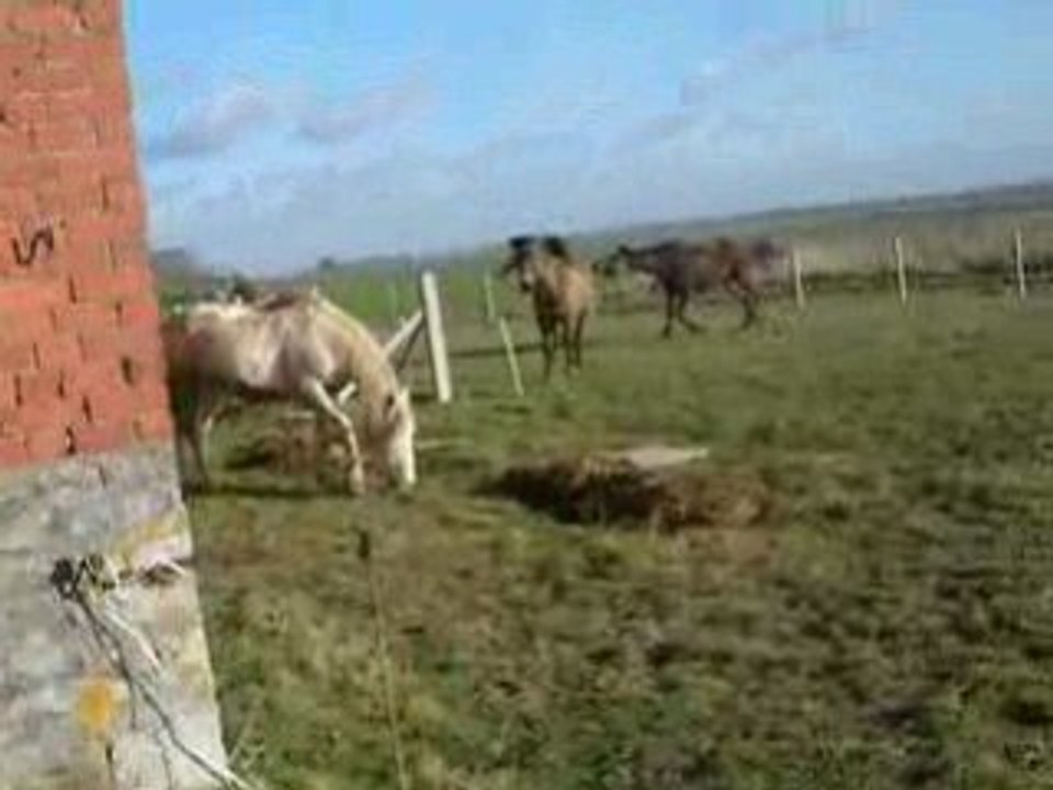 En prairie...