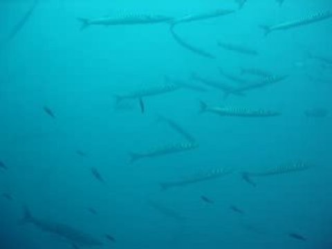 Les barracudas de la Gabinière