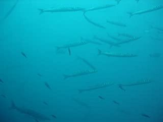 Les barracudas de la Gabinière