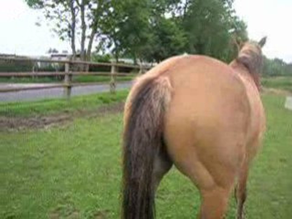 cheval
