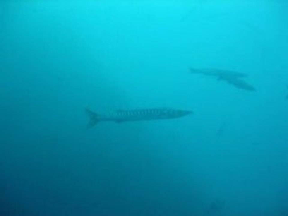 Les barracudas de la Gabinière 02