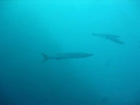 Les barracudas de la Gabinière 02