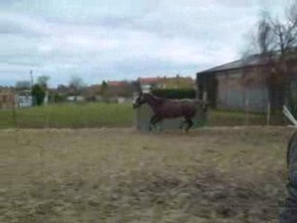 ma crevette qui saute a harnes en liberté