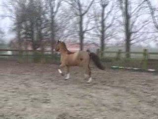 Bai 4 ans sorti dressage et obstacle