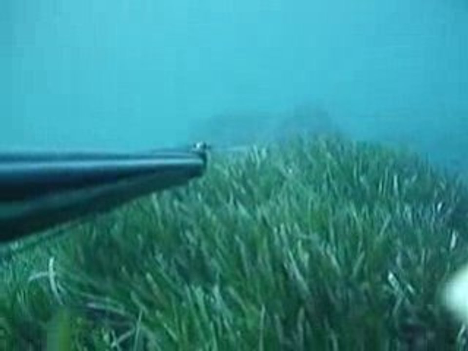 chasse sous marine Petit bara