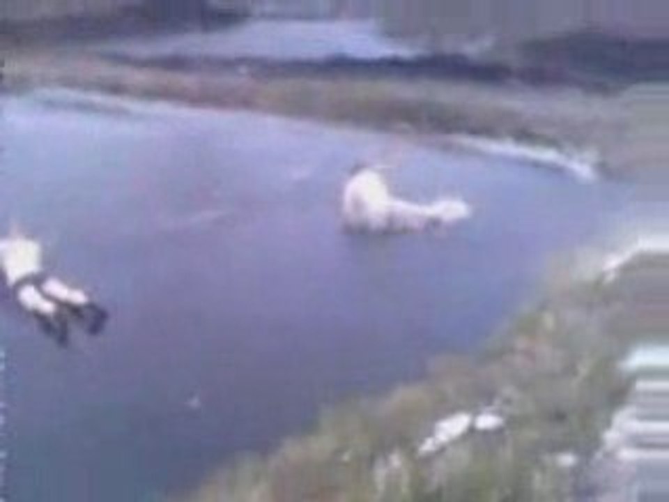 regis et son plongeon