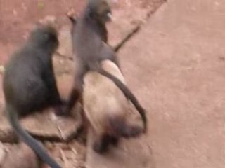 tourner de province RCA