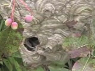 Bald-faced Hornets
