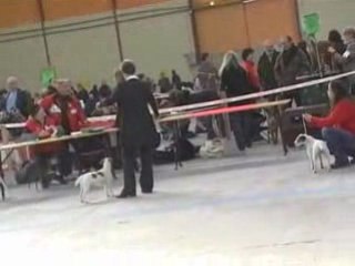 02 02 2008 expo de Chalons en Champagne SHANA