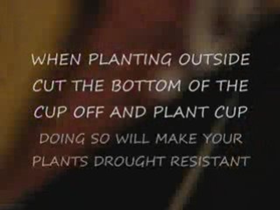 CHEAPEST INDOOR GARDEN