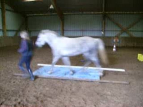 Défi : Passer sur une bache au trot - Ophélie et Mulan -