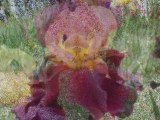 The Iris Flower Garden, Irises, bulbs