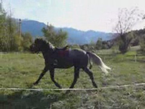 Ravageur longe galop octobre