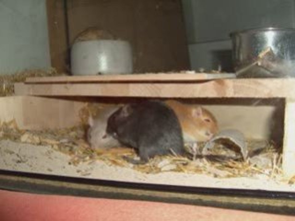 Rennmäuse
