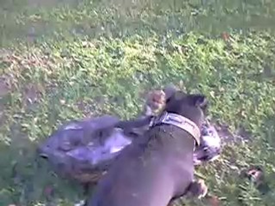 Athena vs dolcher