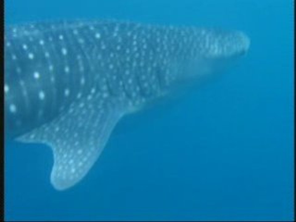 Requin_Baleine