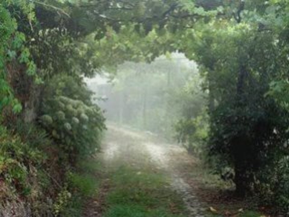 Brumes matinales