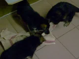 Chiots bergers allemands qui jouent