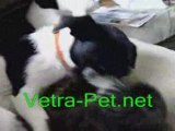 Dog licks kitten, we love our pets Vetraceuticals ...