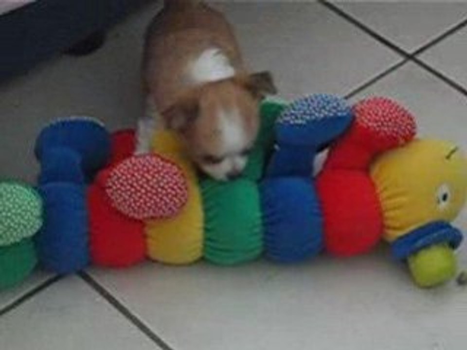 chihhuahua poil long