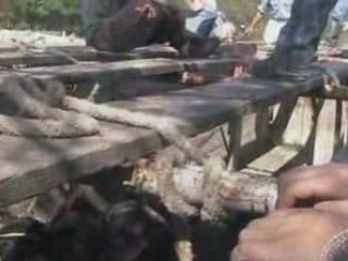 taureau de manade'' www.service-restauration.com "