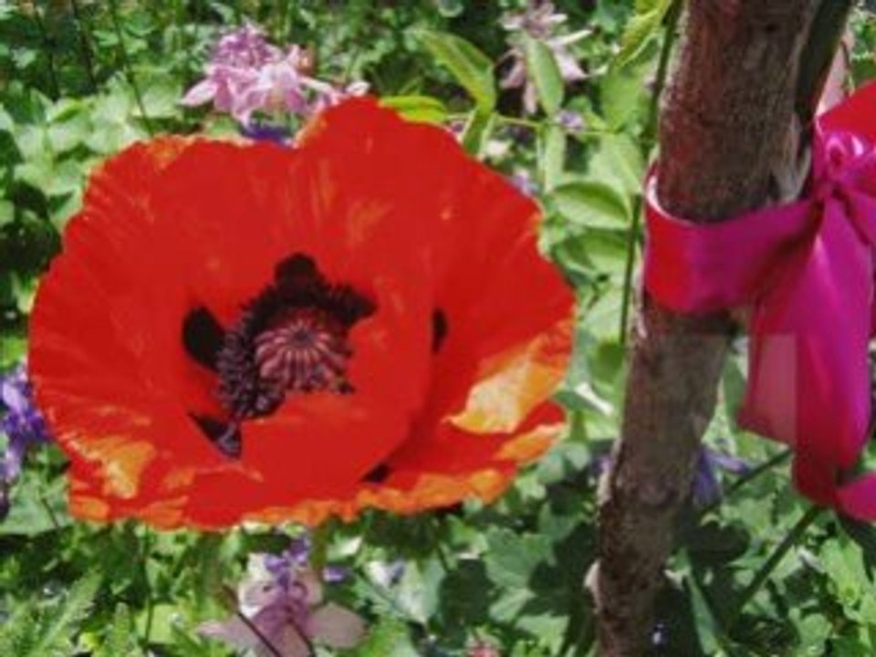 Petite fleur.