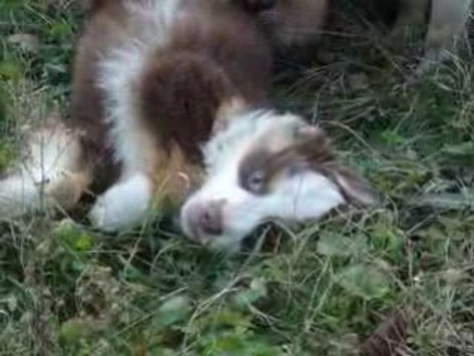 Jeux chiens