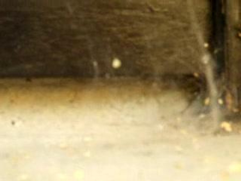 l'araignée,l'araigné-é-e ..