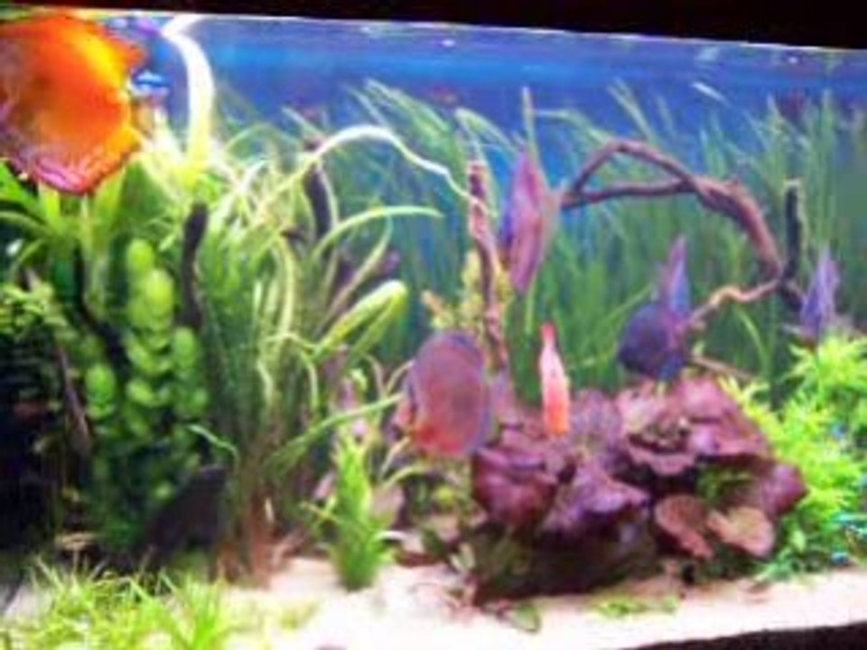 Aquarium le 7 DEC...