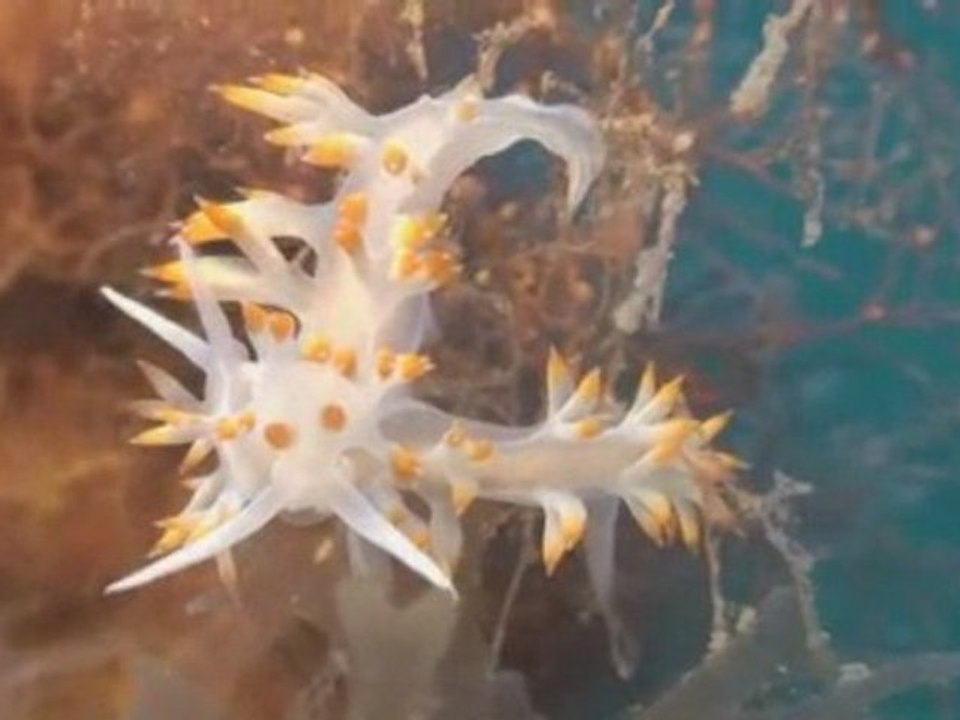 Nudibranches