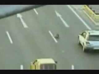 Perro Rescata a Otro Perro Atropellado