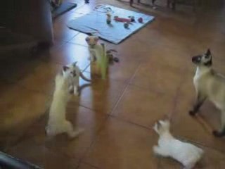 Chatons siamois